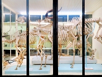 Museo Giacomo Doria 7-2019 7738